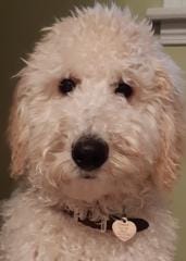White curly-haired dog wearing a collar